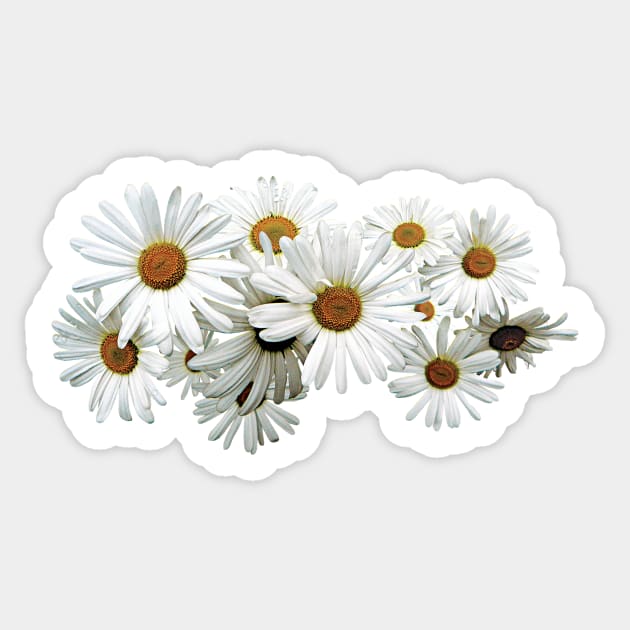 Daisies - Bunch of White Daisies Sticker by SusanSavad